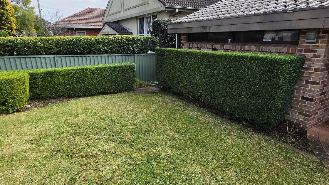 The same box hedges cut back to flat tops, straight faces and square corners, with the lawn edge clear again.