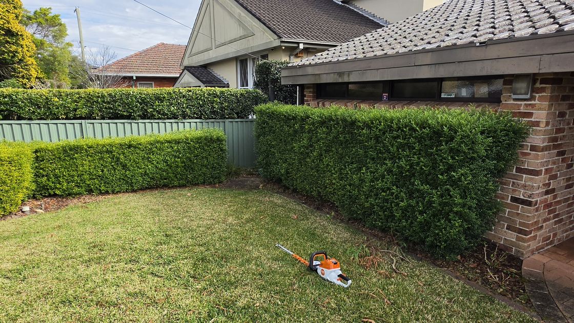 Front box hedges grown out into soft, uneven rounds along the fence and the brick wall before trimming.