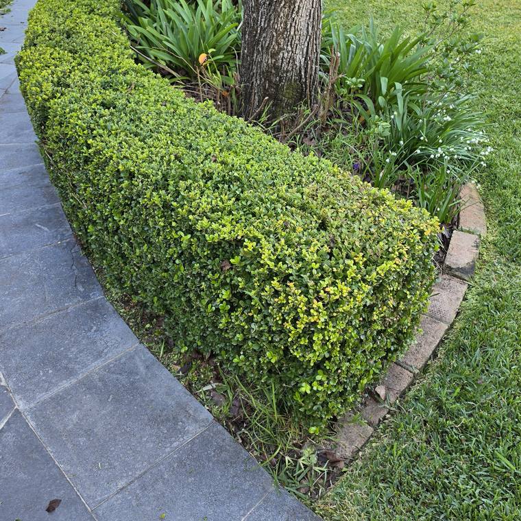 A curved low box hedge freshly clipped around a garden bed and tree.