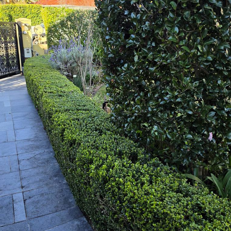 A clipped camellia column beside a low box hedge along a bluestone path.