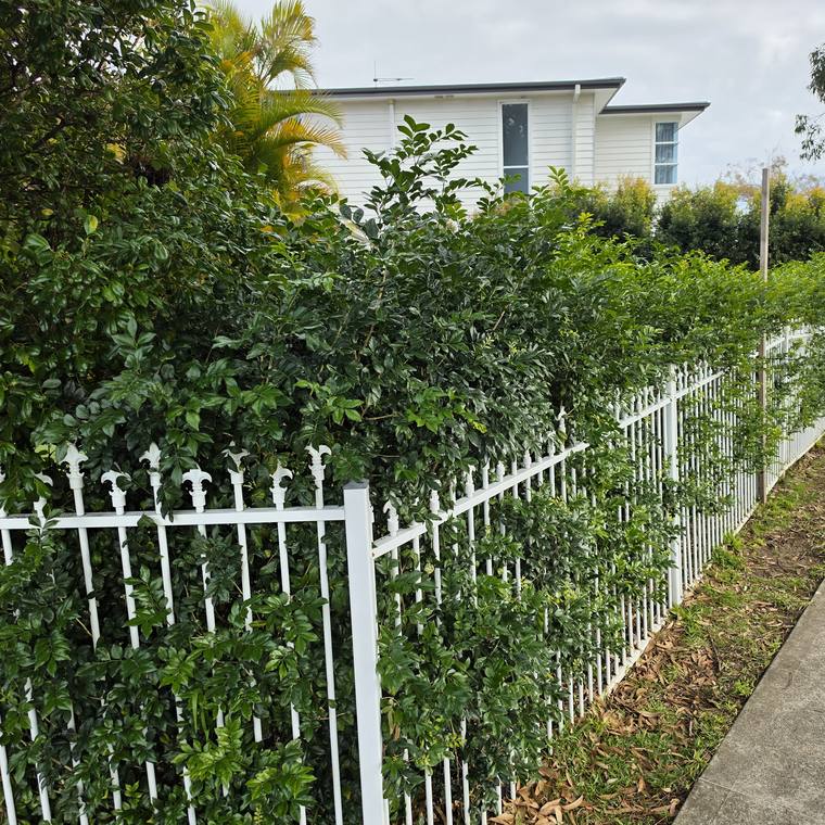 A tall hedge trimmed flush along a white iron fence and footpath.