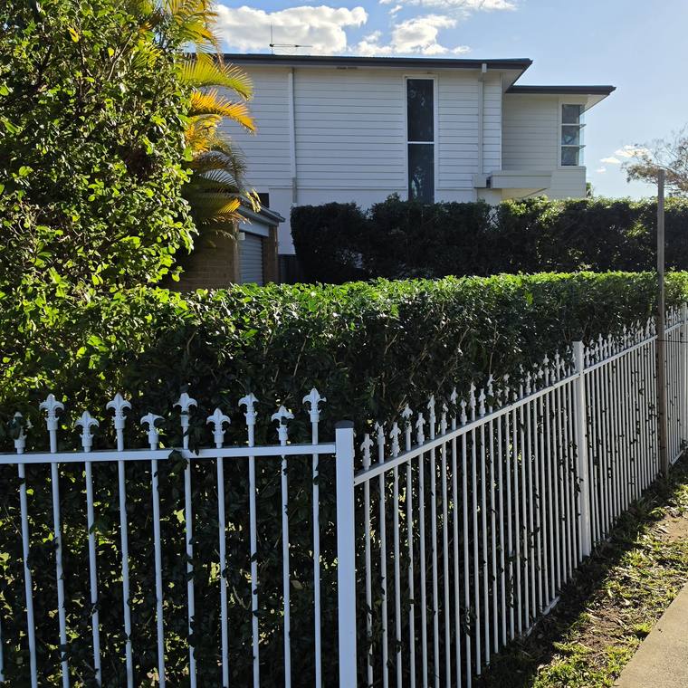 A long hedge trimmed to a flat level top along a white picket fence.