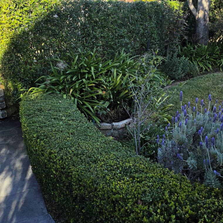 A tidy front garden with clipped low hedging, lavender and agapanthus.