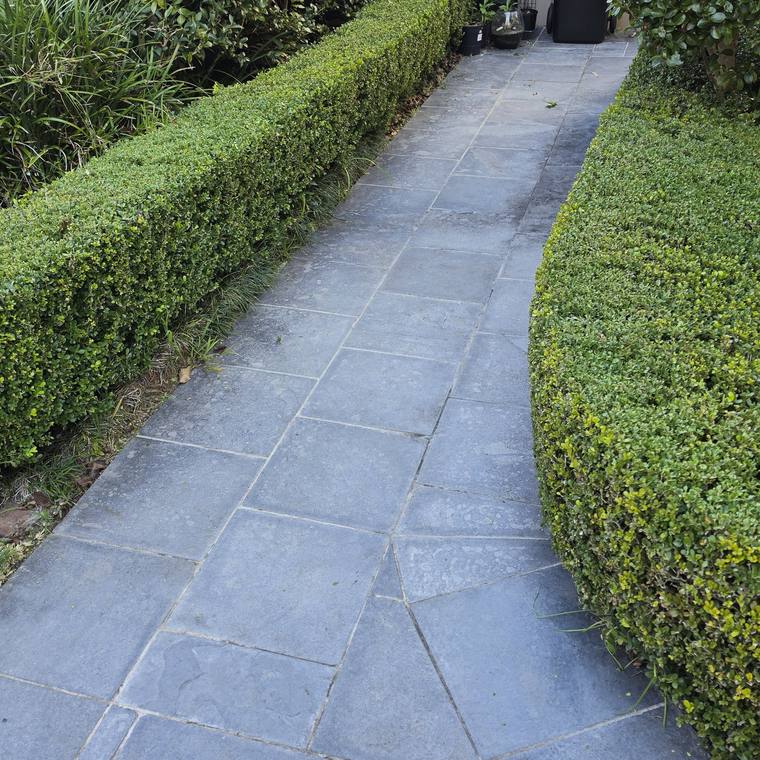 A narrow side path lined both sides with crisply trimmed low box hedging.