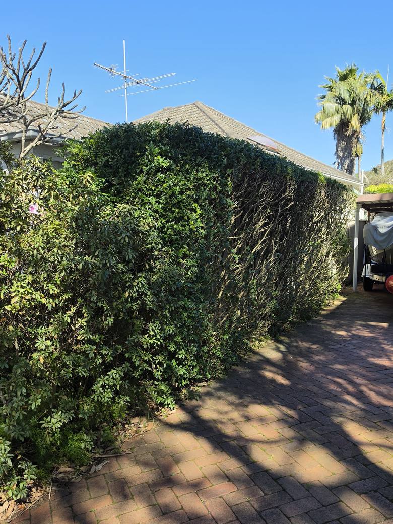 The same driveway hedge cut back hard to a narrow upright face, with the full width of the driveway usable again.