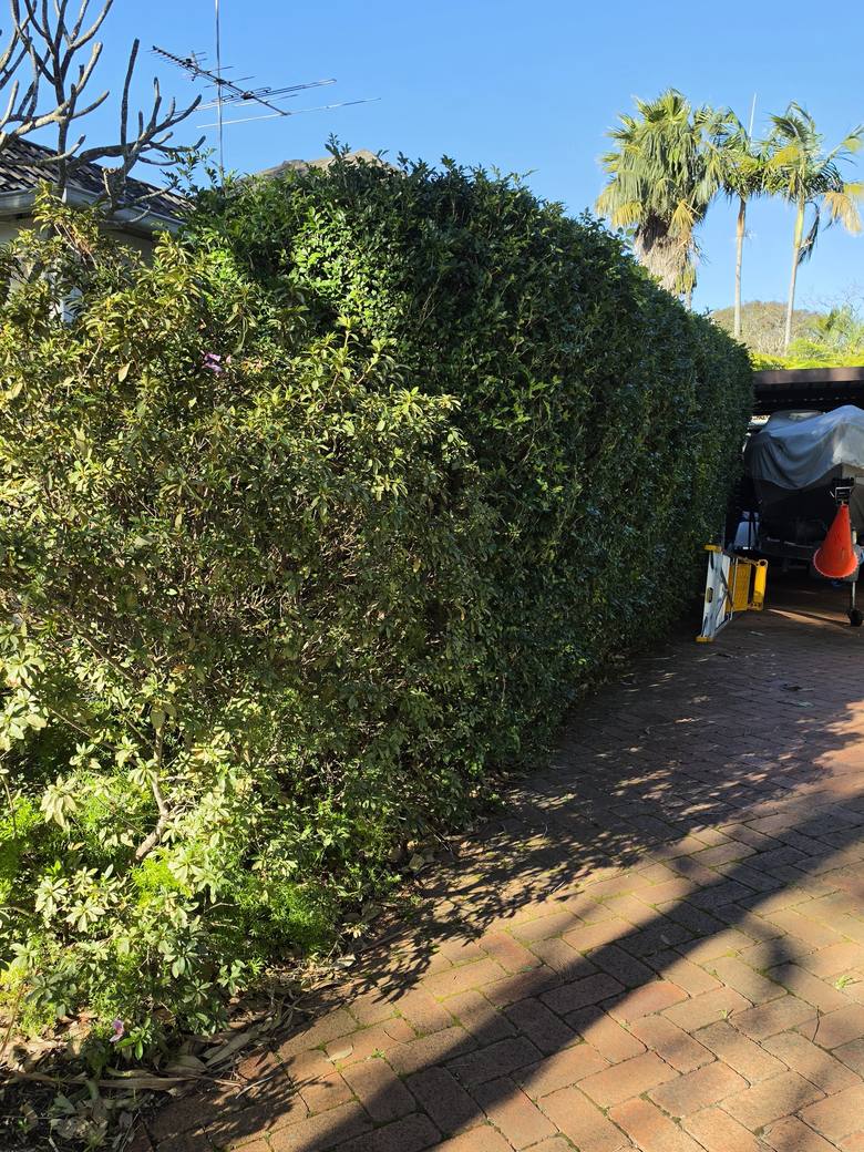 An overgrown driveway hedge bulging out across the brick driveway, straggly on top with dead growth through it.