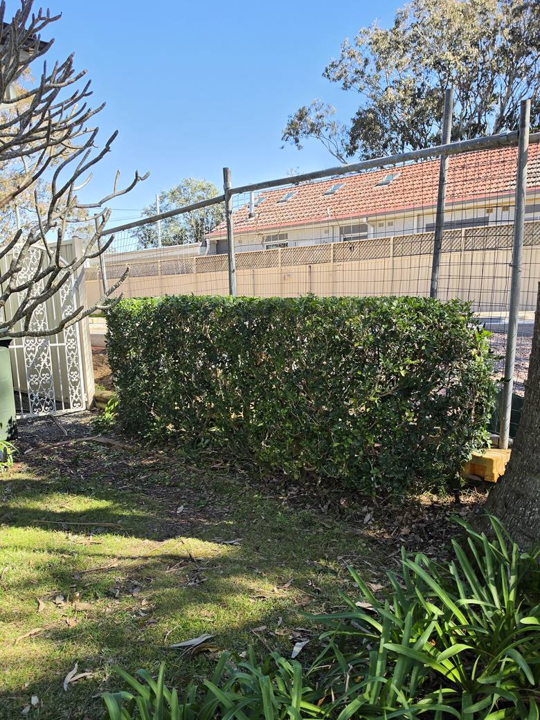 The same boundary hedge squared off with a flat top and straight vertical faces.