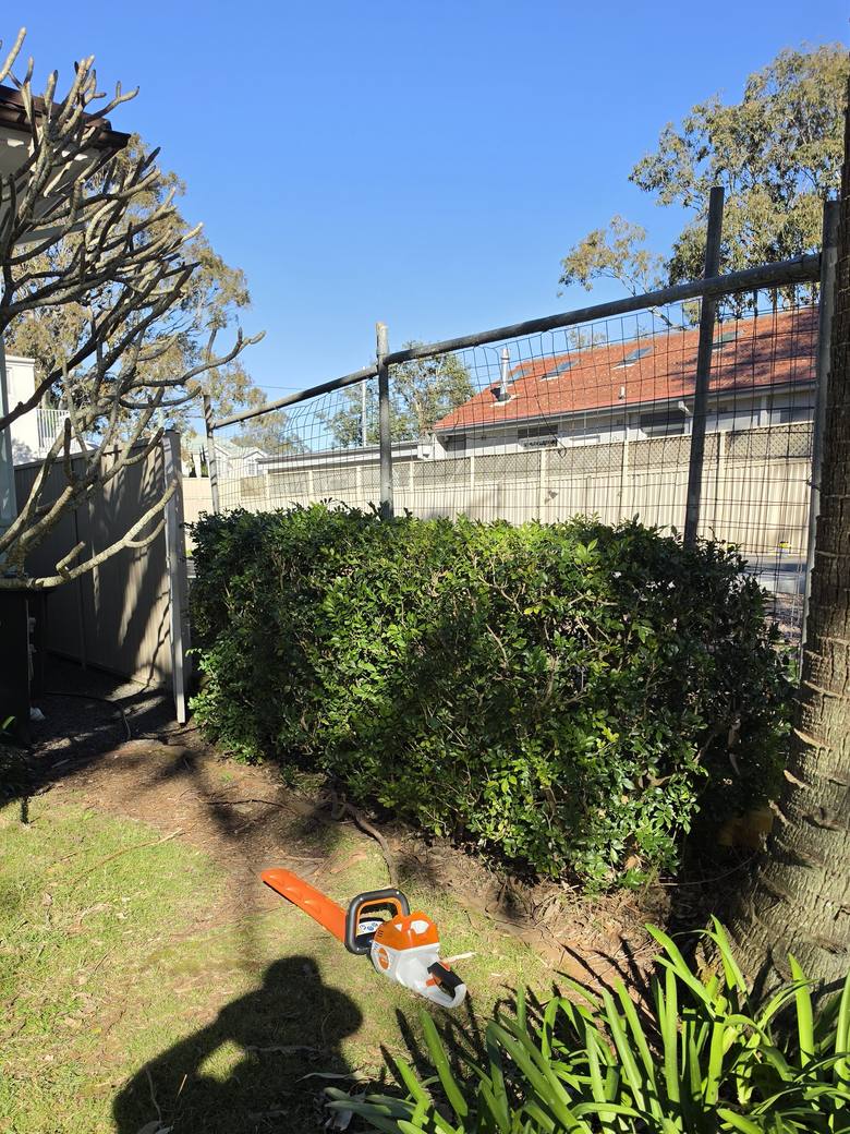A rear boundary hedge with a lumpy, rounded top spilling outwards before trimming.