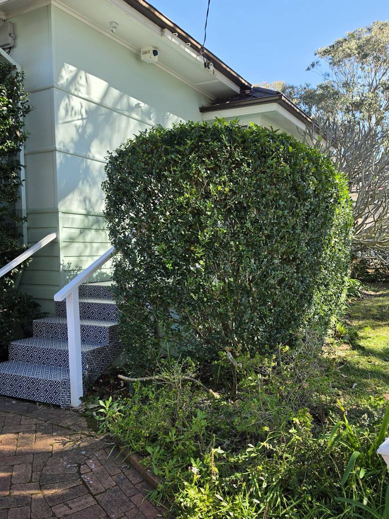 The same hedges trimmed into clean rounded shapes with the front steps clear and open.