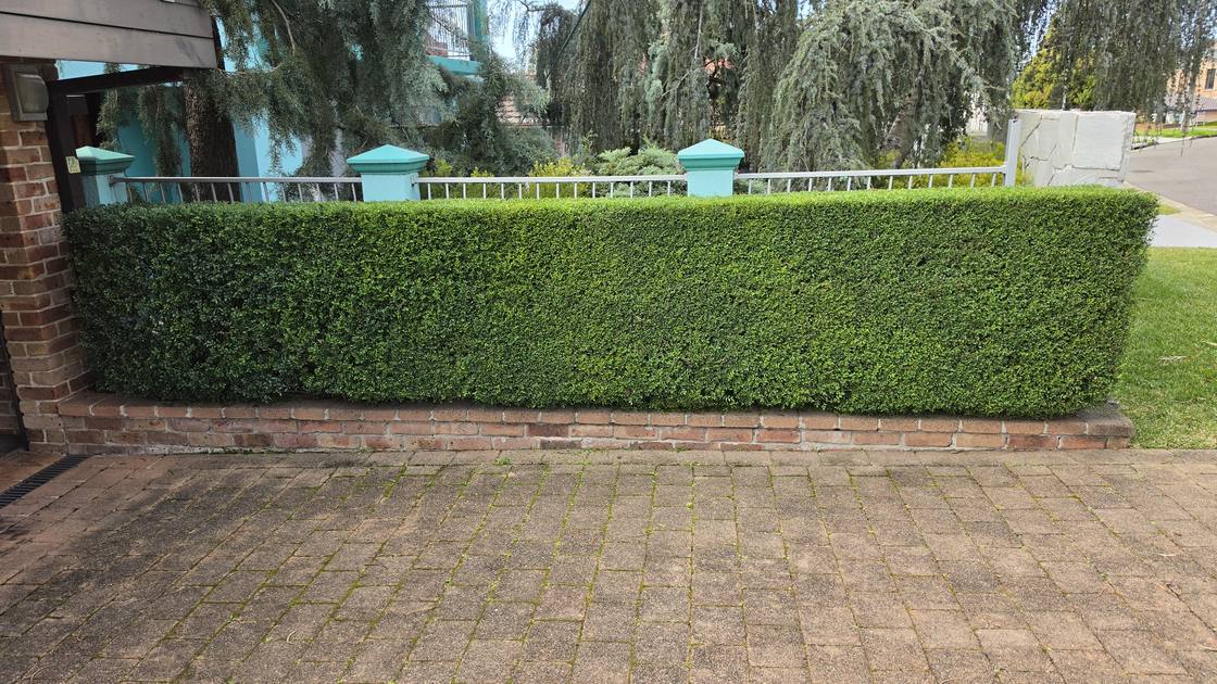 The same front hedge with a dead level top, flat faces and a crisp square end after trimming.