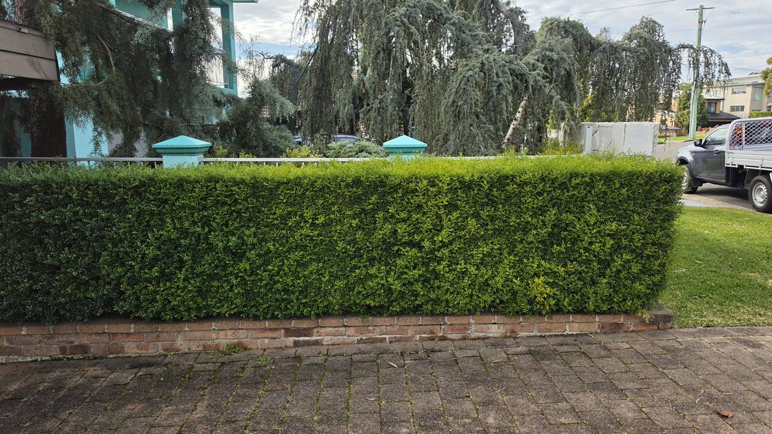 A long front hedge above a brick wall with an uneven, wavy top before trimming.