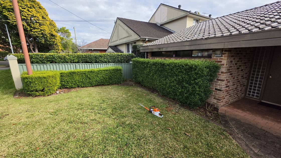 A boundary hedge along a fence line looking uneven and shaggy before trimming.